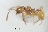  ( - ANT22)  @11 [ ] CreativeCommons  Attribution Non-Commercial Share-Alike (2010) Martin Pfeiffer University of Bayreuth, Germany