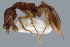  ( - ANT23)  @11 [ ] CreativeCommons  Attribution Non-Commercial Share-Alike (2010) Martin Pfeiffer University of Bayreuth, Germany