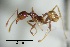  ( - ANT63)  @11 [ ] CreativeCommons  Attribution Non-Commercial Share-Alike (2010) Martin Pfeiffer University of Bayreuth, Germany