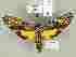  ( - SMNK-Lep-00001C08)  @11 [ ] Unspecified (default): All Rights Reserved  SMNK SMNK