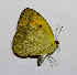  ( - MJP00357-1)  @11 [ ] Unspecified (default): All Rights Reserved (2024) State Museum of Natural History Karlsruhe State Museum of Natural History Karlsruhe