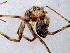  (Philodromus laricium - SMNK-ARA-15866)  @11 [ ] CreativeCommons  Attribution (by) (2024) Unspecified Natural History Museum Karlsruhe