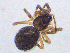  ( - SMNK-ARA-20140)  @11 [ ] CreativeCommons  Attribution (by) (2024) Unspecified Natural History Museum Karlsruhe