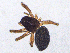  ( - SMNK-ARA-20173)  @11 [ ] CreativeCommons  Attribution (by)  Unspecified Natural History Museum Karlsruhe