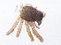  ( - SMNK-ARA-20174)  @11 [ ] CreativeCommons  Attribution (by)  Unspecified Natural History Museum Karlsruhe