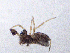  (Parapelecopsis - SMNK-ARA-20182)  @11 [ ] CreativeCommons  Attribution (by)  Unspecified Natural History Museum Karlsruhe