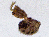  ( - SMNK-ARA-20191)  @11 [ ] CreativeCommons  Attribution (by)  Unspecified Natural History Museum Karlsruhe