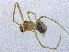  ( - SMNK-ARA-20192)  @11 [ ] CreativeCommons  Attribution (by) (2024) Unspecified Natural History Museum Karlsruhe