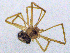  ( - SMNK-ARA-20193)  @11 [ ] CreativeCommons  Attribution (by) (2024) Unspecified Natural History Museum Karlsruhe