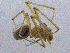  ( - SMNK-ARA-20194)  @11 [ ] CreativeCommons  Attribution (by) (2024) Unspecified Natural History Museum Karlsruhe