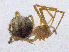  ( - SMNK-ARA-20195)  @11 [ ] CreativeCommons  Attribution (by) (2024) Unspecified Natural History Museum Karlsruhe