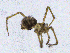  ( - SMNK-ARA-20196)  @11 [ ] CreativeCommons  Attribution (by)  Unspecified Natural History Museum Karlsruhe