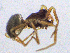  ( - SMNK-ARA-20206)  @11 [ ] CreativeCommons  Attribution (by) (2024) Unspecified Natural History Museum Karlsruhe