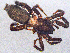  ( - SMNK-ARA-20214)  @11 [ ] CreativeCommons  Attribution (by) (2024) Unspecified Natural History Museum Karlsruhe
