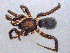  ( - SMNK-ARA-20219)  @11 [ ] CreativeCommons  Attribution (by) (2024) Unspecified Natural History Museum Karlsruhe