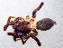  ( - SMNK-ARA-20224)  @11 [ ] CreativeCommons  Attribution (by)  Unspecified Natural History Museum Karlsruhe