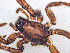  ( - SMNK-ARA-20225)  @11 [ ] CreativeCommons  Attribution (by) (2024) Unspecified Natural History Museum Karlsruhe