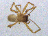  ( - SMNK-ARA-20226)  @11 [ ] CreativeCommons  Attribution (by) (2024) Unspecified Natural History Museum Karlsruhe