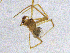  ( - SMNK-ARA-20228)  @11 [ ] CreativeCommons  Attribution (by)  Unspecified Natural History Museum Karlsruhe