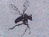  ( - SMNK-DOLI-0003)  @11 [ ] CreativeCommons  Attribution (by)  Unspecified Natural History Museum Karlsruhe