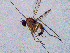  (Neurigona erichsoni - SMNK-DOLI-0011)  @11 [ ] CreativeCommons  Attribution (by)  Unspecified Natural History Museum Karlsruhe