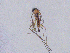  (Neurigona lineata - SMNK-DOLI-0012)  @11 [ ] CreativeCommons  Attribution (by)  Unspecified Natural History Museum Karlsruhe
