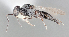  ( - SMNS_Hym_Pla_000525)  @11 [ ] CreativeCommons - Attribution Non-Commercial Share-Alike (2023) Unspecified State Museum of Natural History Stuttgart