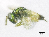  ( - SMNS_37412)  @11 [ ] CreativeCommons  Attribution Share-Alike (by-sa) (2020) State Museum of Natural History Stuttgart State Museum of Natural History Stuttgart