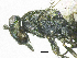  ( - SMNS_37575)  @11 [ ] CreativeCommons  Attribution Share-Alike (by-sa) (2020) State Museum of Natural History Stuttgart State Museum of Natural History Stuttgart
