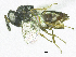  ( - SMNS_37582)  @11 [ ] CreativeCommons  Attribution Share-Alike (by-sa) (2020) State Museum of Natural History Stuttgart State Museum of Natural History Stuttgart