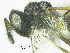  ( - SMNS_37582)  @11 [ ] CreativeCommons  Attribution Share-Alike (by-sa) (2020) State Museum of Natural History Stuttgart State Museum of Natural History Stuttgart