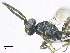  ( - SMNS_37909)  @11 [ ] CreativeCommons  Attribution Share-Alike (by-sa) (2020) State Museum of Natural History Stuttgart State Museum of Natural History Stuttgart