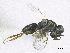  ( - SMNS_37917)  @11 [ ] CreativeCommons  Attribution Share-Alike (by-sa) (2020) State Museum of Natural History Stuttgart State Museum of Natural History Stuttgart