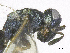  ( - SMNS_37917)  @11 [ ] CreativeCommons  Attribution Share-Alike (by-sa) (2020) State Museum of Natural History Stuttgart State Museum of Natural History Stuttgart