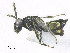  ( - SMNS_37922)  @11 [ ] CreativeCommons  Attribution Share-Alike (by-sa) (2020) State Museum of Natural History Stuttgart State Museum of Natural History Stuttgart