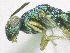  ( - SMNS_37973)  @11 [ ] CreativeCommons  Attribution Share-Alike (by-sa) (2020) State Museum of Natural History Stuttgart State Museum of Natural History Stuttgart