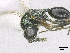  ( - SMNS_38024)  @11 [ ] CreativeCommons  Attribution Share-Alike (by-sa) (2020) State Museum of Natural History Stuttgart State Museum of Natural History Stuttgart