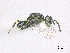  ( - SMNS_38040)  @11 [ ] CreativeCommons  Attribution Share-Alike (by-sa) (2020) State Museum of Natural History Stuttgart State Museum of Natural History Stuttgart