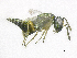  (Trichomalus rufinus - SMNS_38041)  @11 [ ] CreativeCommons  Attribution Share-Alike (by-sa) (2020) State Museum of Natural History Stuttgart State Museum of Natural History Stuttgart