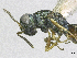  ( - SMNS_38042)  @11 [ ] CreativeCommons  Attribution Share-Alike (by-sa) (2020) State Museum of Natural History Stuttgart State Museum of Natural History Stuttgart
