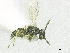  ( - SMNS_38064)  @11 [ ] CreativeCommons  Attribution Share-Alike (by-sa) (2020) State Museum of Natural History Stuttgart State Museum of Natural History Stuttgart