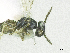  ( - SMNS_38064)  @11 [ ] CreativeCommons  Attribution Share-Alike (by-sa) (2020) State Museum of Natural History Stuttgart State Museum of Natural History Stuttgart