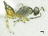  ( - SMNS_38067)  @11 [ ] CreativeCommons  Attribution Share-Alike (by-sa) (2020) State Museum of Natural History Stuttgart State Museum of Natural History Stuttgart