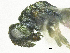  ( - SMNS_38068)  @11 [ ] CreativeCommons  Attribution Share-Alike (by-sa) (2020) State Museum of Natural History Stuttgart State Museum of Natural History Stuttgart