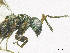  ( - SMNS_38082)  @11 [ ] CreativeCommons  Attribution Share-Alike (by-sa) (2020) State Museum of Natural History Stuttgart State Museum of Natural History Stuttgart