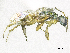  ( - SMNS_38090)  @11 [ ] CreativeCommons  Attribution Share-Alike (by-sa) (2020) State Museum of Natural History Stuttgart State Museum of Natural History Stuttgart