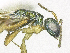  ( - SMNS_38090)  @11 [ ] CreativeCommons  Attribution Share-Alike (by-sa) (2020) State Museum of Natural History Stuttgart State Museum of Natural History Stuttgart