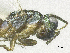  ( - SMNS_38091)  @11 [ ] CreativeCommons  Attribution Share-Alike (by-sa) (2020) State Museum of Natural History Stuttgart State Museum of Natural History Stuttgart