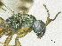  ( - SMNS_38092)  @11 [ ] CreativeCommons  Attribution Share-Alike (by-sa) (2020) State Museum of Natural History Stuttgart State Museum of Natural History Stuttgart