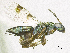  ( - SMNS_38093)  @11 [ ] CreativeCommons  Attribution Share-Alike (by-sa) (2020) State Museum of Natural History Stuttgart State Museum of Natural History Stuttgart